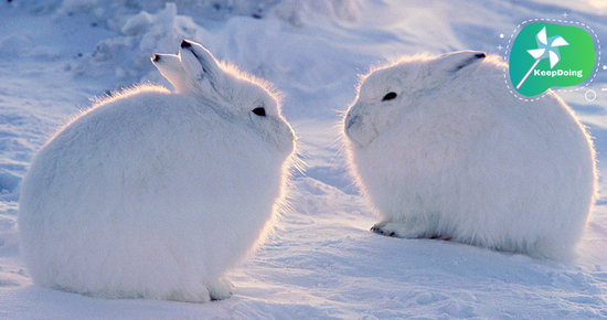 นี่คือ “กระต่ายอาร์กติก” ที่มีความน่ารักและขนนุ่มฟูสีขาวราวกับหิมะ