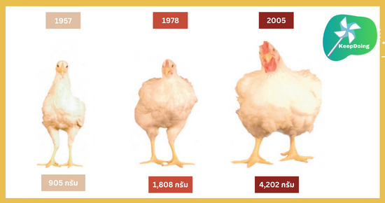 นี่คือการเปรียบเทียบไก่จะมีน้ำหนักเพิ่มขึ้นมากถึง 364% ในเวลาเกือบ 50 ปี
