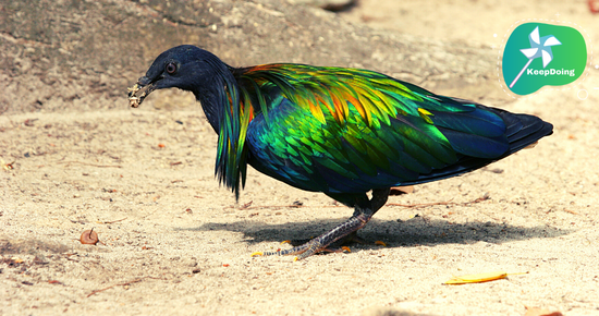 นี่คือ”นกพิราบนิโคบาร์หรือนกชาปีไหน” ที่มีสีสวยและค่อนข้างหายาก