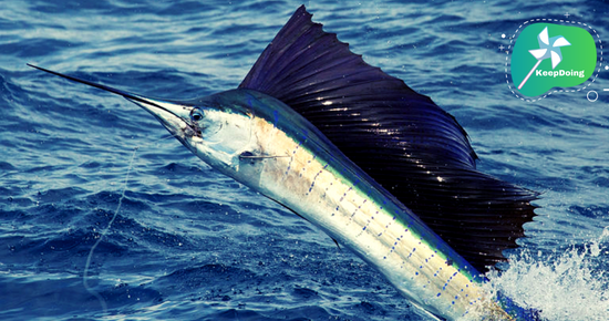 นี่คือ “ปลาเซลฟิช”(กระโทงร่ม) ปลาที่ว่ายน้ำเร็วที่สุดในโลก