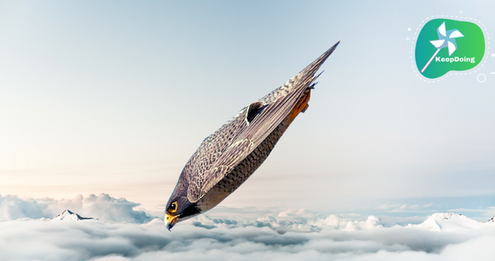 นี่คือ “เหยี่ยว”(เพเรกริน) นกที่เร็วที่สุดในโลกจากการบินดิ่ง