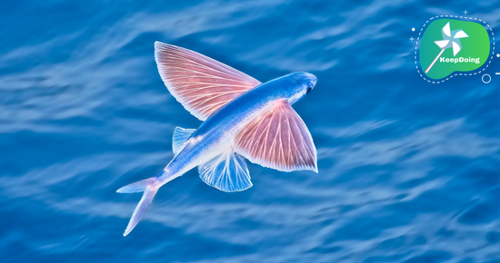 นี่คือ “ปลาบิน”(Flying Fish) ที่สามารถบินร่อนได้นานถึง 45 วินาที