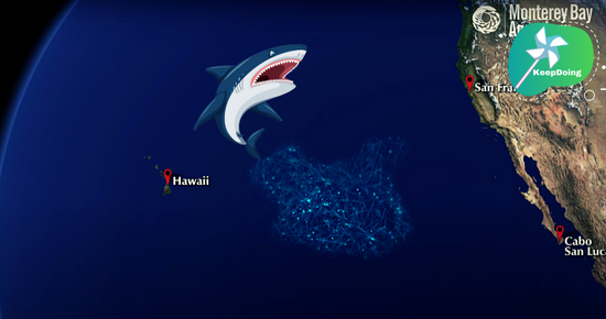 นี่คือการค้นพบ “คาเฟ่”(ฉลามขาว) ซึ่งเป็นบริเวณที่ฉลามหากินในมหาสมุทร