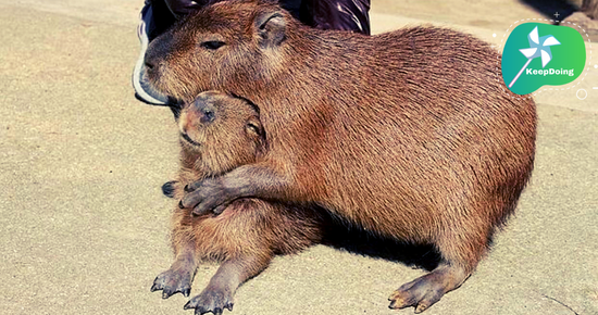 นี่คือ “คาปิบารา”(Capybara) สัตว์ที่มีความเฟรนด์ลี่และรักการกอด