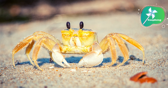 นี่คือ “ปูลมหรือปูผี”(Ghost Crab) ที่สามารถวิ่งได้เร็วถึง 4.47 เมตรต่อวินาที