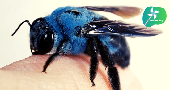 นี่คือ “ผึ้งช่างไม้”(สีน้ำเงิน) ซึ่งมีสีน้ำเงินที่สวยงามแปลกตา