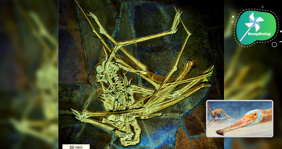 นี่คือการค้นพบฟอสซิล “เทอโรซอร์”(สายพันธุ์ใหม่) ซึ่งคล้ายนกฟลามิงโก