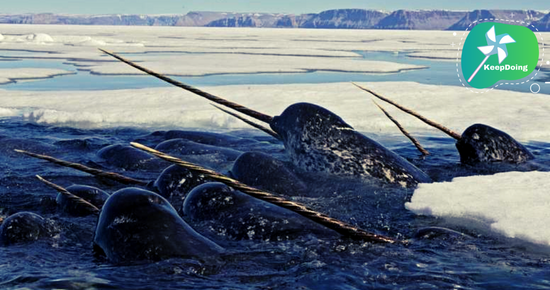 นี่คือ “วาฬ”(นาร์วาล) ที่ถูกเรียกว่ายูนิคอร์นแห่งท้องทะเล