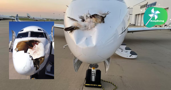 นี่คือแรงปะทะที่เกิดจาก “นกชนเครื่องบิน”(Bird Strike) อุบัติภัยที่เกิดขึ้น